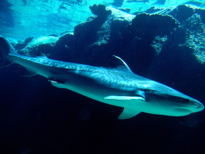 海洋生物桌面壁纸