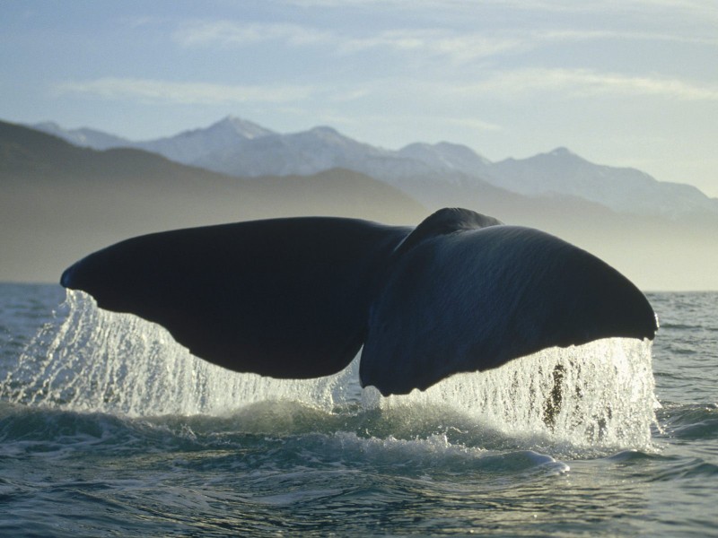 海洋生物桌面壁纸