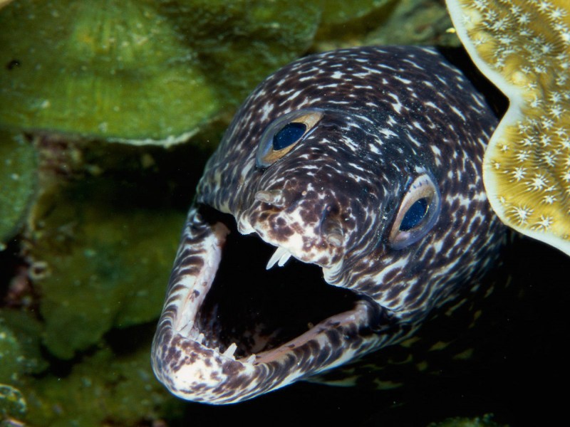海洋生物桌面壁纸