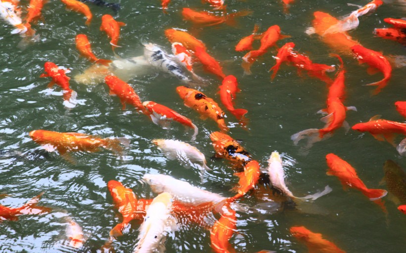 成都风景桌面壁纸