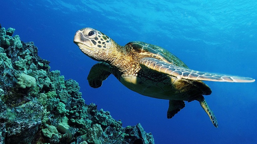 海底世界桌面壁纸