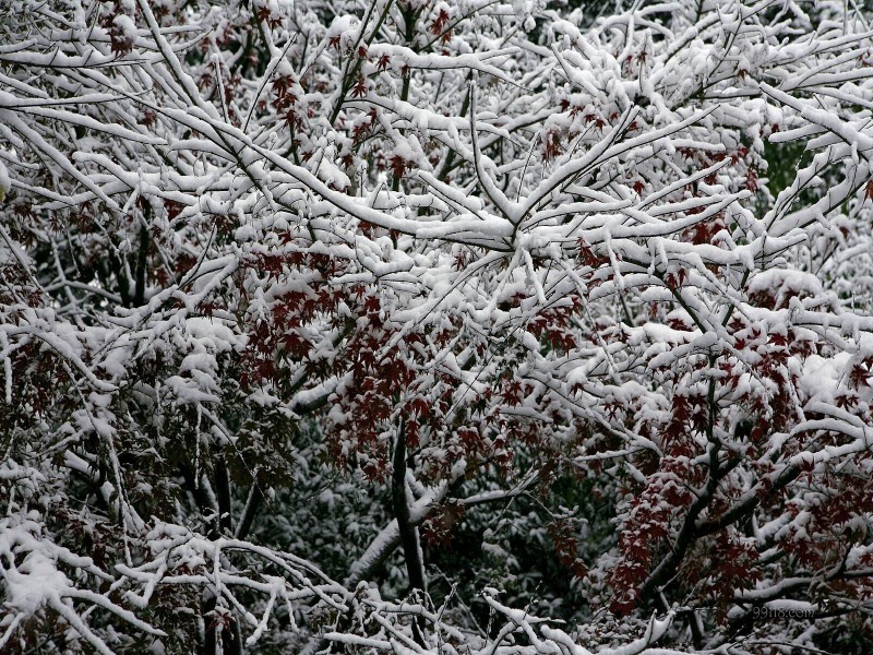 西湖雪景桌面壁纸