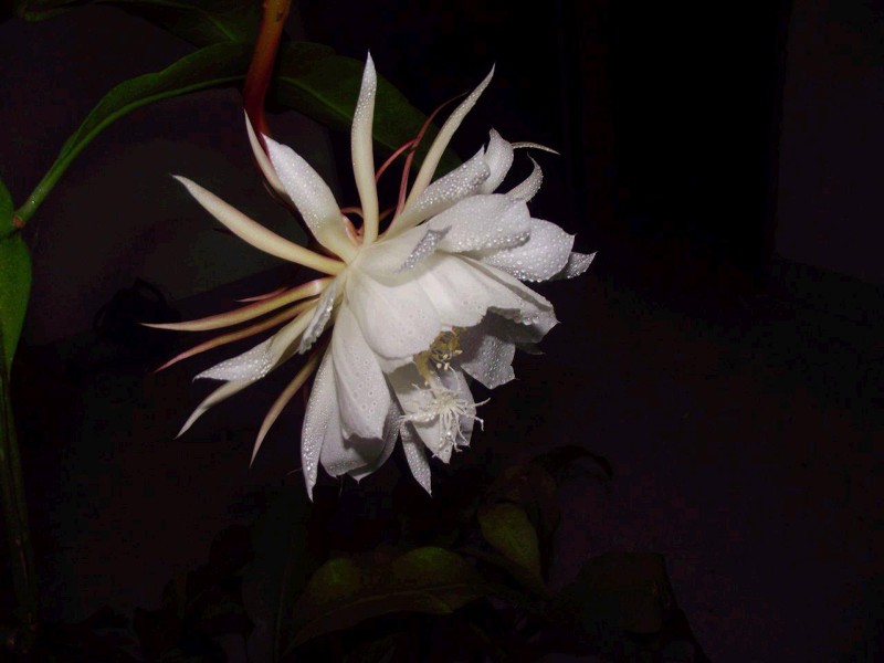 昙花桌面壁纸