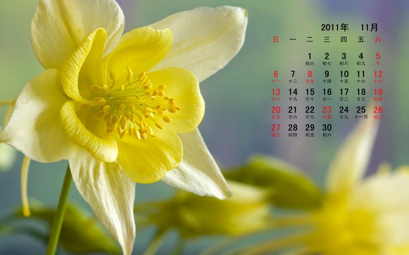 2011年11月花卉月历桌面壁纸