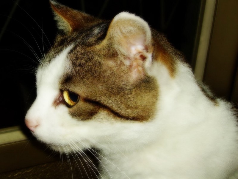 可爱猫咪桌面壁纸