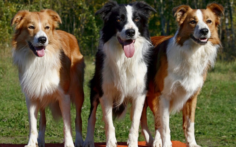 边境牧羊犬桌面壁纸