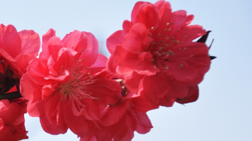 妖艳碧桃花花卉桌面壁纸