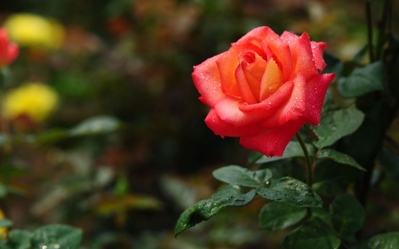 多彩唯美的露珠月季花花卉桌面壁纸