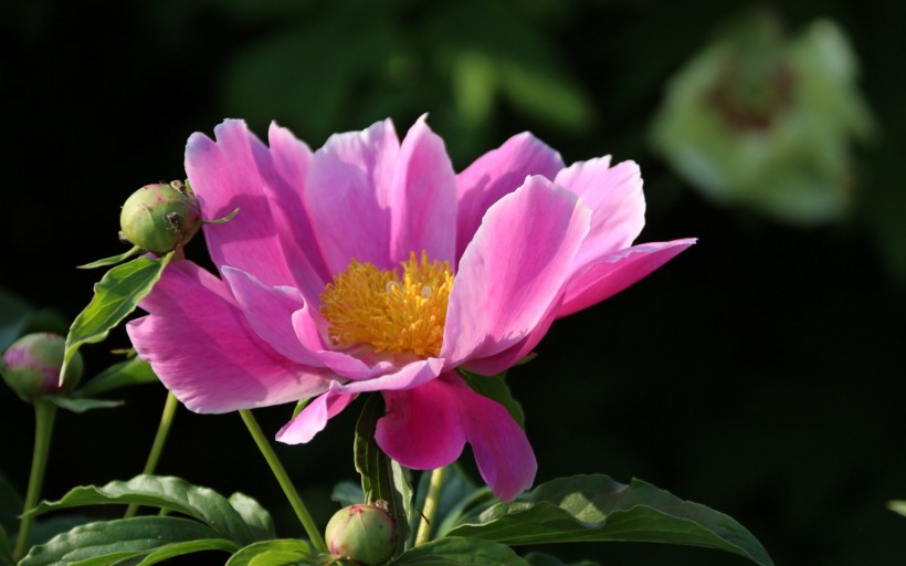 芍药花桌面壁纸
