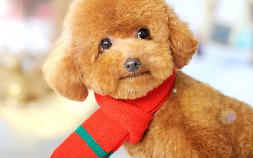 泰迪犬桌面壁纸