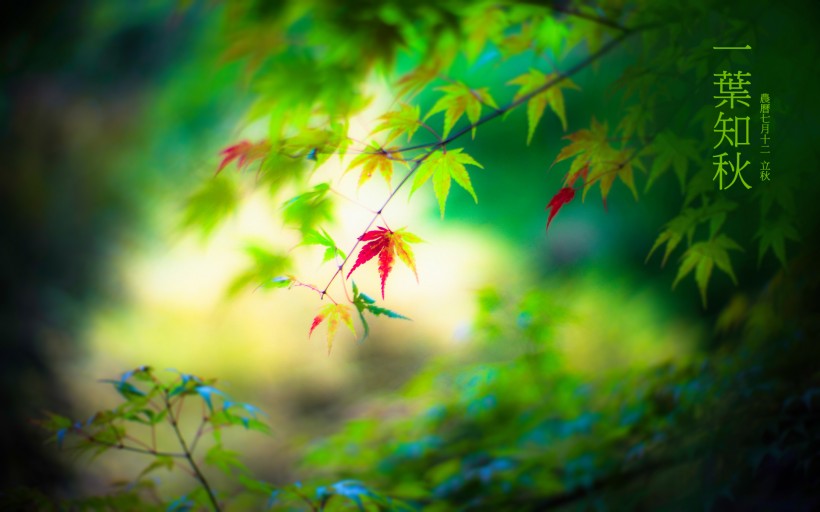 二十四节气立秋桌面壁纸