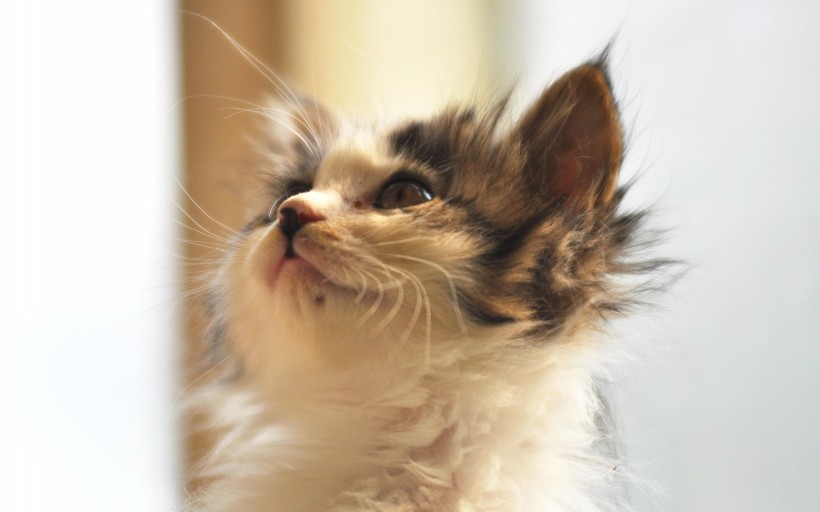 可爱猫猫高清图片壁纸14