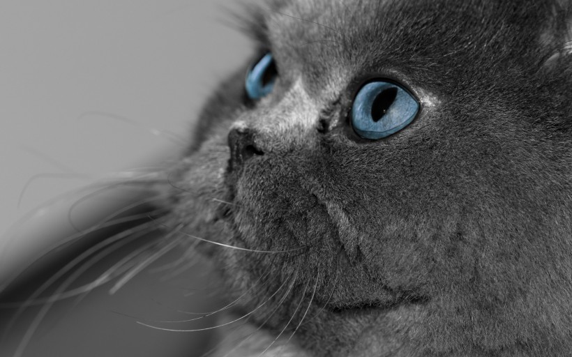 可爱猫猫高清图片壁纸8