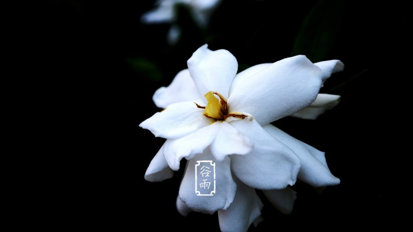 二十四节气之谷雨桌面壁纸