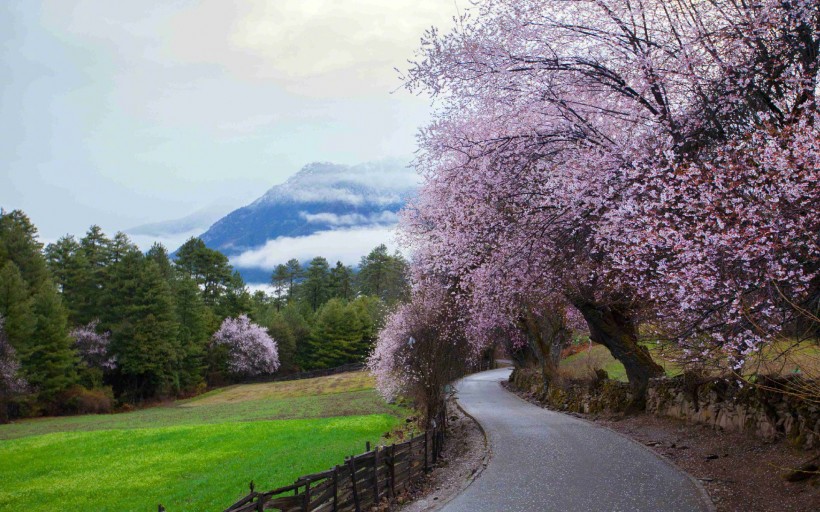 西藏林芝桃花风景桌面壁纸