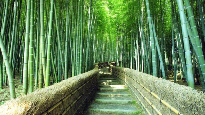 幽静偏僻的小路风景桌面壁纸